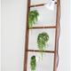 Illustration for article titled Repurposed Ladder Decor Ideas That You Will Love